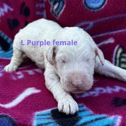 Girl 5 - Poodle puppy from Poodles of Valor