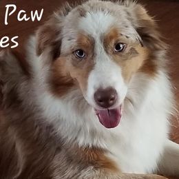 Piper - Australian Shepherd