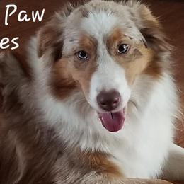 Piper - Australian Shepherd