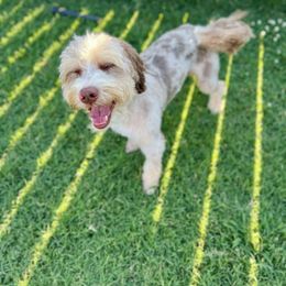 Dennis - Bernedoodle