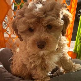 Lion - Brown male Shihpoo puppy in Boston, Massachusetts from London’s puppies