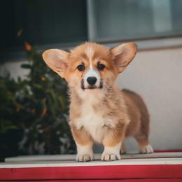 Blue collar - Red male Pembroke Welsh Corgi puppy in Caliente, California from Rafter Cross 7