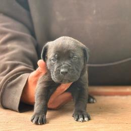 Appple pie - Black female Cane Corso puppy in Ranger, Texas from Luna Rossa Cane Corso