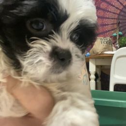 Companion Cross Puppies from Puppies Full of Love