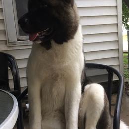 Akita from Gail's Akitas