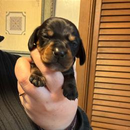 Cocoa - Black and tan male Dachshund puppy in Athens, Texas from County Road Puppies