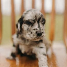 Marty - Black Collar - Merle male Goldendoodle puppy in Newell, Iowa from Front Porch Goldens