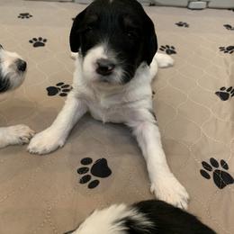 Bernedoodle and Poodle Puppies from Sunset Family Farm