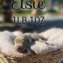 Elsie - Silver female Dilute Retriever puppy in Puyallup, Washington from 12 Door Farm Labradors
