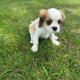 AKC Luca - Blenheim male Cavalier King Charles Spaniel puppy in Marion, Indiana from Country Cavapoos