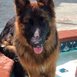German Shepherds and Newfoundlands from Tampa Bay Farm