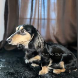 Dachshund Puppies from Rockin' M’s LilBitty Dachshunds (LBD)