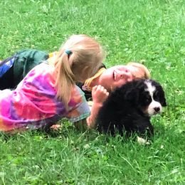 Bernese Mountain Dog Puppies from Joan Rogers