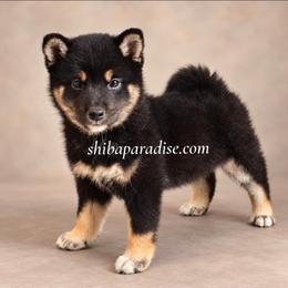 Bonsai - Black and tan female Shiba Inu puppy in Tualatin, Oregon from Shiba Paradise