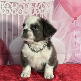 Charlie - Blue male French Bulldog puppy in Plano, Illinois from Velvet Fluffy Pups
