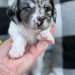 Banner - Dapple female Dachshund puppy in Paw Paw, Michigan from Mulberry Meadow Farms