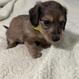 Dachshund Puppies from JB Doxies