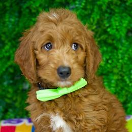 Arthur - Red  male Goldendoodle puppy in Brandon, Florida from Murphys Doodles
