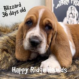 Blizzard - Mahogany and white male Basset Hound puppy in Mebane, North Carolina from Happy Ridge Hounds