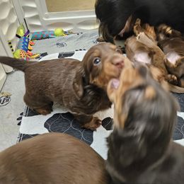 Dachshund Puppies from Collier Dachshunds