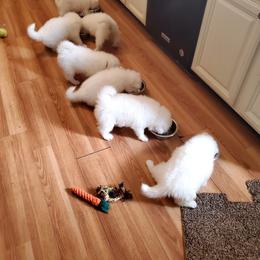 "Friday June 16, 4:30 feeding, we moved to kitchen" Samoyed Puppies from White Sea Samoyeds