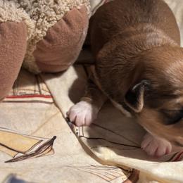 Red and white - Red male Havanese puppy in East Lansing, Michigan from VanCort's Happy Havanese