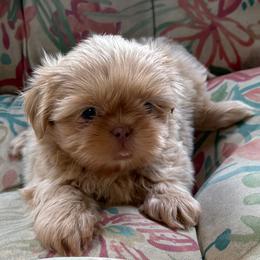 Light pink girl - Lilac female Shih Tzu puppy in Berkeley Springs, West Virginia from Sandridge Shih Tzus