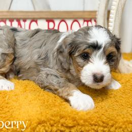Winterberry - Blue merle female Bernedoodle puppy in Henry, Illinois from Rowe Farms Doodles