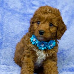 Cali - Red  female Goldendoodle puppy in Brandon, Florida from Murphys Doodles