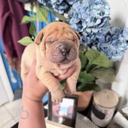 Lo'ak - Fawn male Chinese Shar-Pei puppy in Lehigh Acres, Florida from Florida Wrinkles