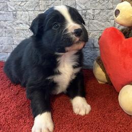 Jett - Black tri male Miniature Australian Shepherd puppy in Lebanon, Oregon from Two Pines Mini Aussies
