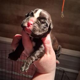 Girl 5 - Brindle female Boxer puppy in Pikeville, Kentucky from Boxers of Whispered Wishes