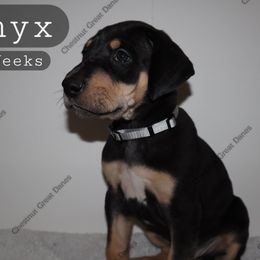 Onyx - Black male Great Dane puppy in Edinburg, Texas from Chestnut Great Danes