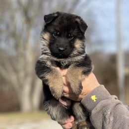 German Shepherd Puppies from Aus Gerstbrei German Shepherds