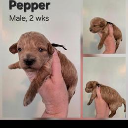 Pepper - Brown male Cavapoo puppy in Syracuse, Utah from Just Doodling Dogs