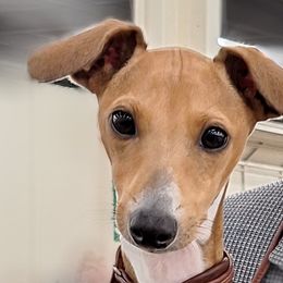 Colletto - White and red fawn Italian Greyhound puppy in Porter, Texas from Tuncap's Italian Greyhounds