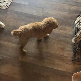 Girl 3 - Red  female Poodle puppy in Canterbury, Connecticut from Diamonds in the Sky