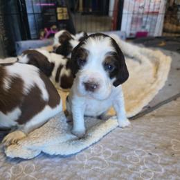 Gio-Liver tri - Liver white and tan male English Springer Spaniel puppy in Waynesburg, Ohio from Rebels Ridgeview Acres