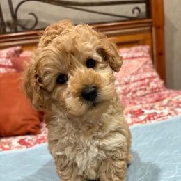 Mickey - Red  male Poodle puppy in Vilonia, Arkansas from Donna’s Pretty Poodles