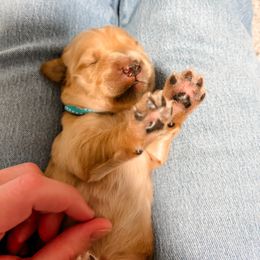 Light blue collar - Golden male Golden Retriever puppy in Lehi, Utah from Open Star Goldens