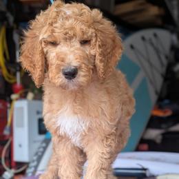 Blue Collar - Apricot male Goldendoodle puppy in Olympia, Washington from Sinclairdoodles