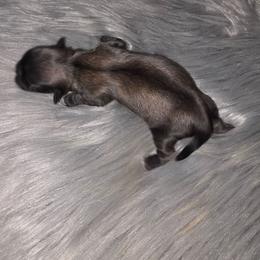 Girl 1 - Fawn sable female Pekingese puppy in Maurice, Louisiana from Stephanie's Bayou Pekingese