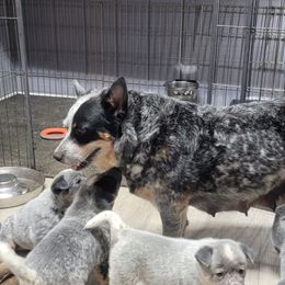 Australian Cattle Dog Puppies from Indigojos Australian Cattle Dogs