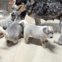 Australian Cattle Dog Puppies from Indigojos Australian Cattle Dogs