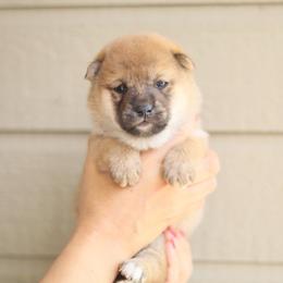Dipsy - Red female Shiba Inu puppy in Napa, California from Shinin Shibas