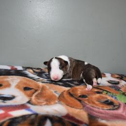 Female - Brindle and white female Miniature Bull Terrier puppy in Fontana, California from JLB Beagles & MBT