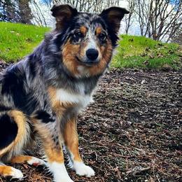 Australian Shepherds and Doberman Pinschers from Resilient Roots k9’s