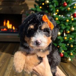 Mavis - Tri-color female Bernedoodle puppy in Tucson, Arizona from Adored Poodle & Doodles