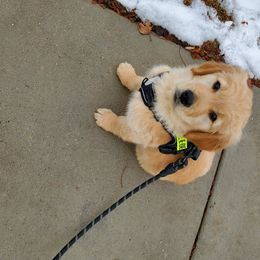 Golden Retriever Puppies from PC Goldens