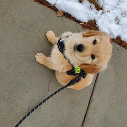 Golden Retriever Puppies from PC Goldens